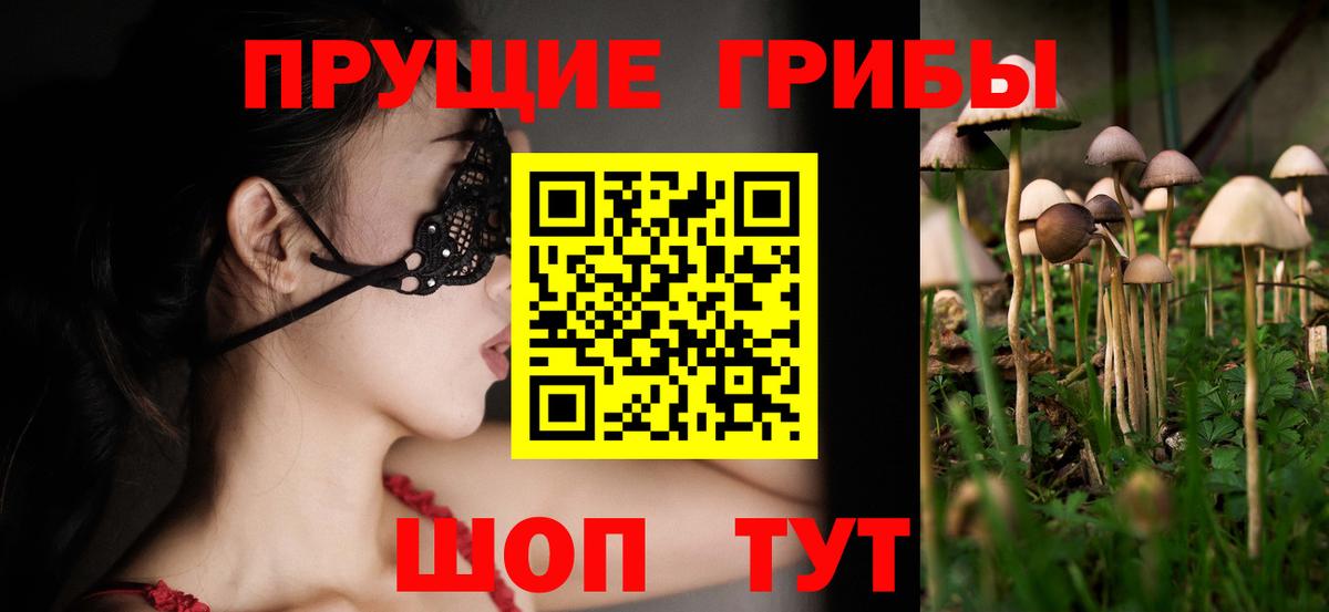 Пугачёв  Галлюциногенные грибы Cubensis  Вход с VPN 